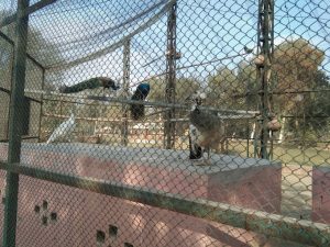 Wildlife Park |  Vehari | وہاڑی چڑیا گھر