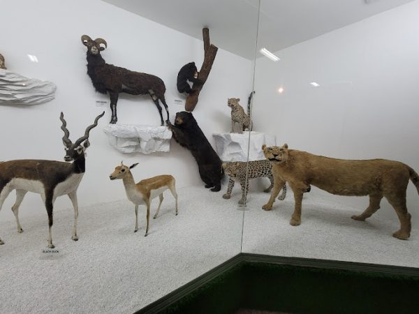 Pakistan Museum of Natural History | نیچرل میوزیم عجائب گھر