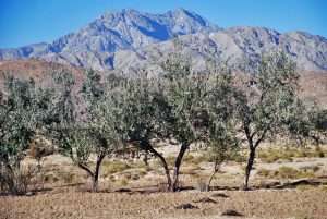 Chiltan Mountain | کوہِ چلتن