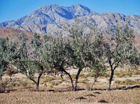 Chiltan Mountain | کوہِ چلتن