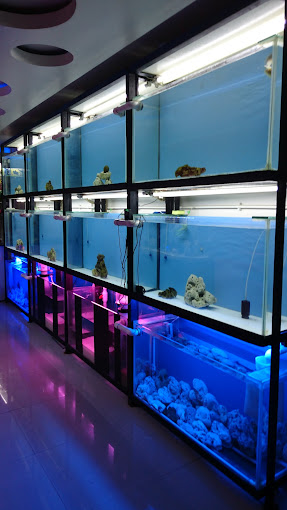 Fish-N-Aquarium Master