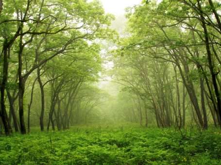 Changa Manga Forest | چھانگا مانگا جنگل