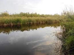 Makhi Forest | مکھی جنگل