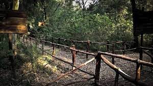 Pai Reserved Forest |  پئي ٻيلو جنگل