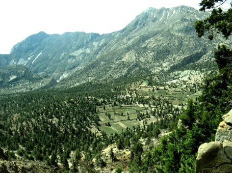 Juniper Forest | صنوبر کا جنگل