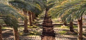 Panjgur | پنجگور
